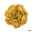 giallo